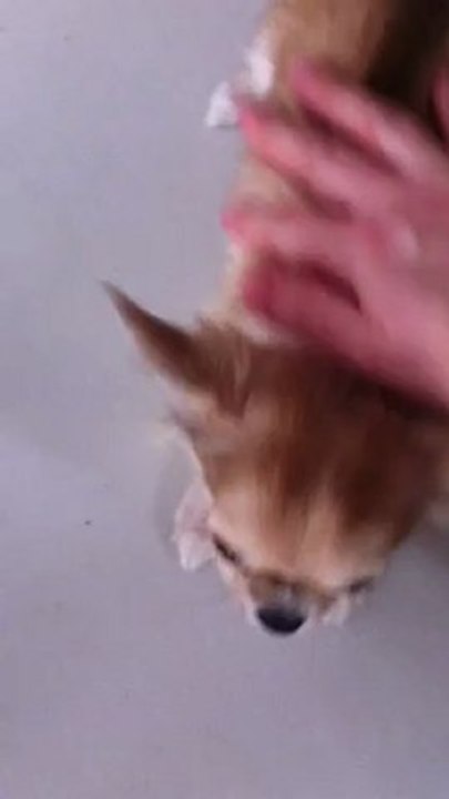 Romy 4 mois...premiers pas vers l'obéissance