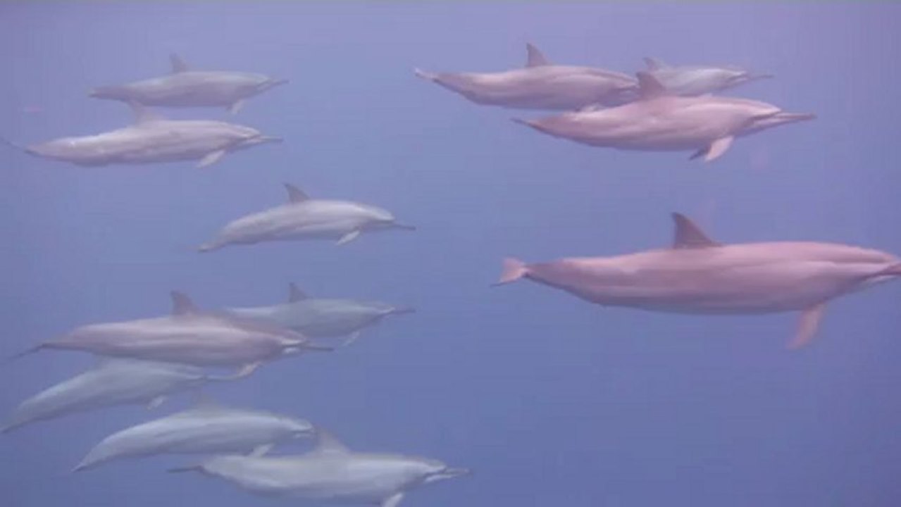 dauphins Alex