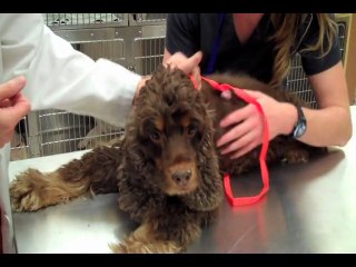 Micro Chips - Will your pet stay?  Woodstock Ball Ground Vet Georgia