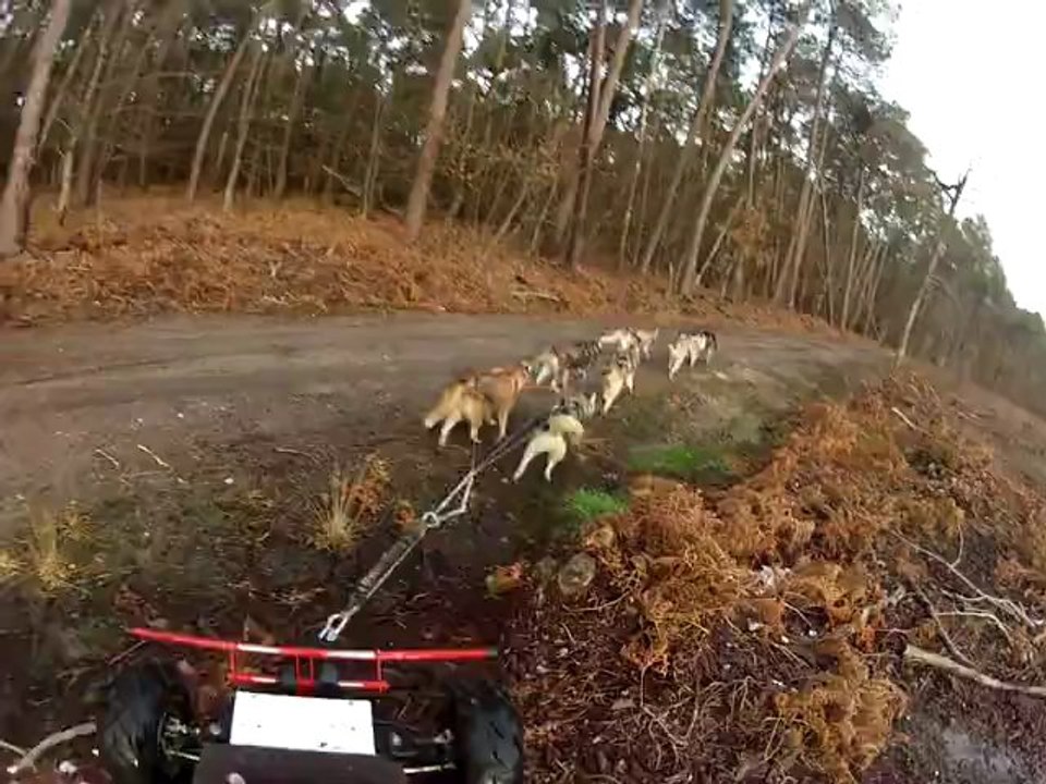 Latitude Nordique : comment éviter un arbre ! :)