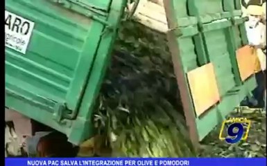 Nuove PAC salva l'integrazione per olive e pomodori