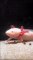 Georges L'axolotl