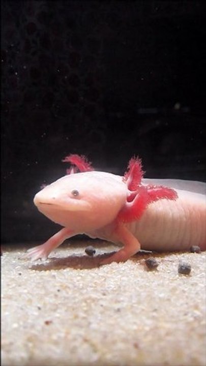 Georges L'axolotl