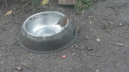 Rouge-gorge furtif croquette