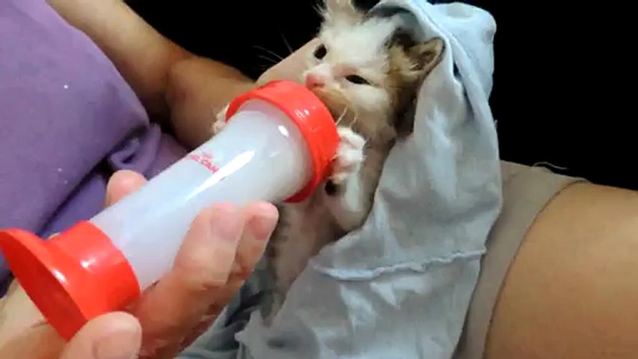Snoopy surveille la tétée du chaton