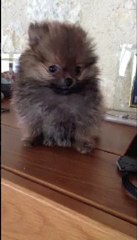 Miniature Spitz Cup of Tea des Seigneurs de la Vallée de l'Isle