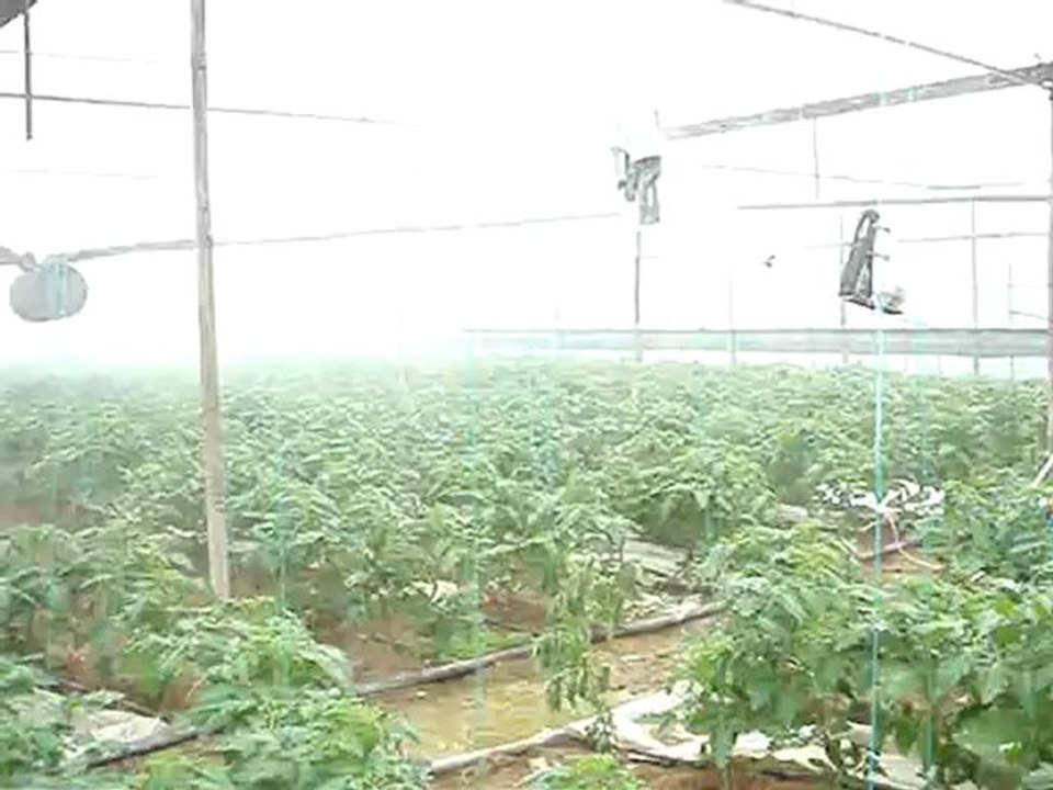 Aksu Ece-10 ile 1,5 dönüm bir serada içeri girmeden ilaçlama yapılırken