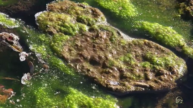 Curiosidades, figuras, esculturas naturales en La Pernía