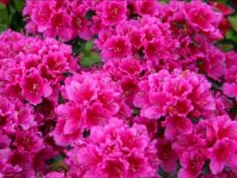 seslitamam İÇİN ÖzeL HAzırLanmıs video