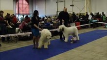 Щенки суки