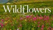 Calendar Review: AUDUBON WILDFLOWERS CALENDAR 2013 (Wall Calendar) by National Audubon Society