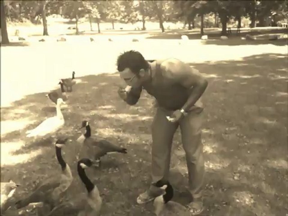 When Geese Attack!