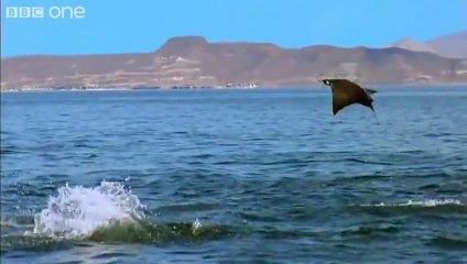 Pélicans et raies volantes - Earthflight - BBC One (HD)