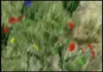 Mây Bay Về Đâu - Cáp Anh Tài