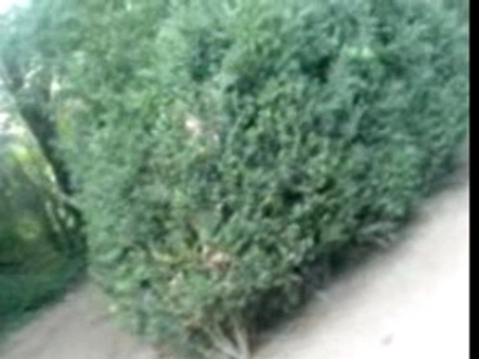buisson 1