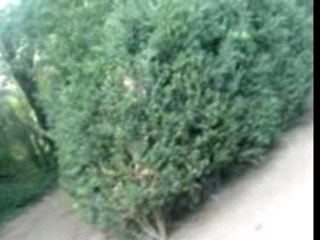 buisson 1
