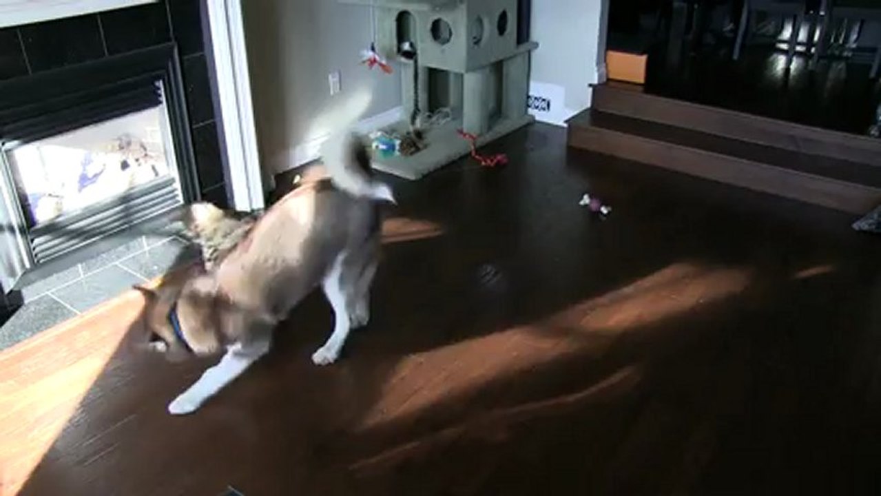 Cano vs Rumble - Round 2 - Linus Cat Tips