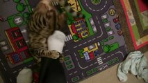 Foot War with Rumble the Bengal Cat Linus Tech Tips