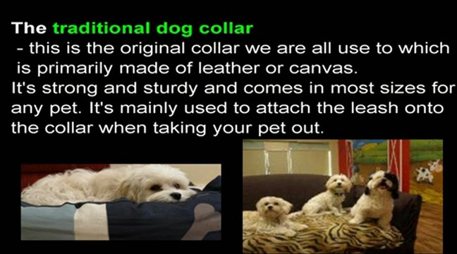 Type of Dog Collars