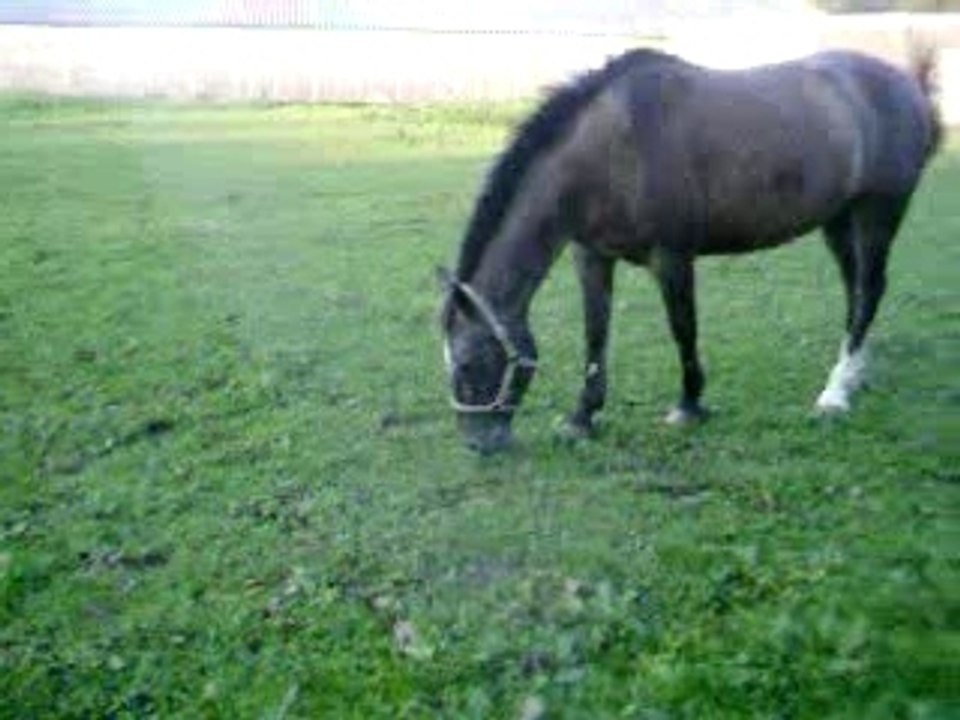 kaline et gallopeuse 002