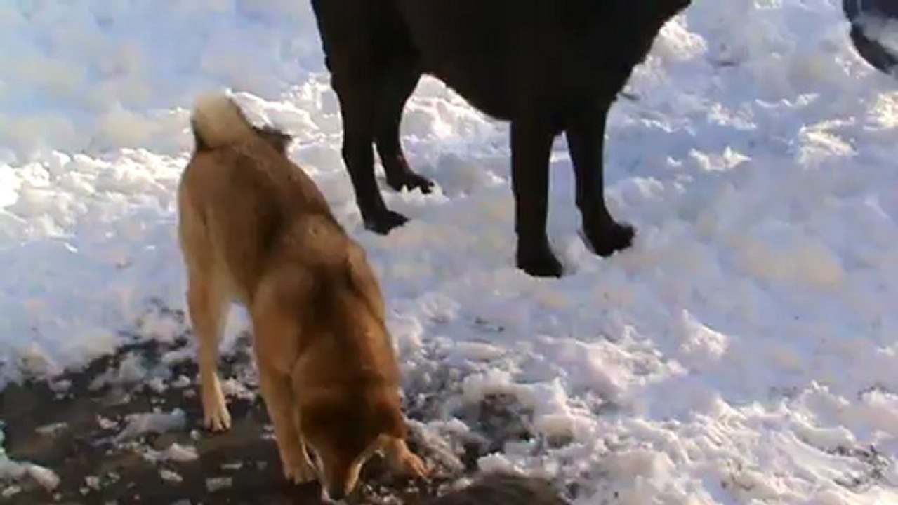 Shiba et Labrador chocolat dans la neige (2)