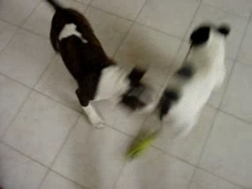 Bull terrier VS Bouledogue - Round 1