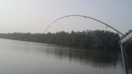Raie guitare du cap skirring au senegal prise au katakalousse