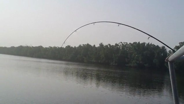 Raie guitare du cap skirring au senegal prise au katakalousse
