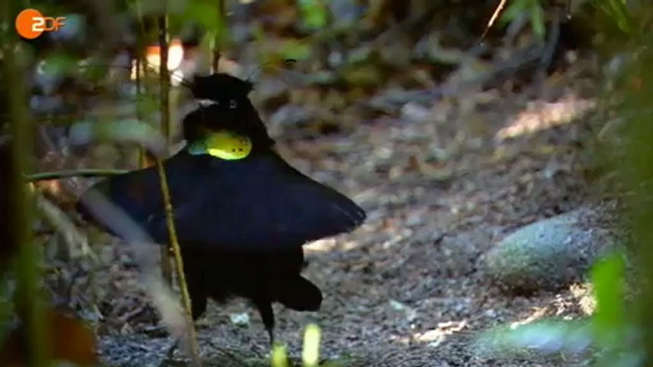 Terra X: Supertiere (3) Meine Lieblinge - ZDF (03.02.2013)