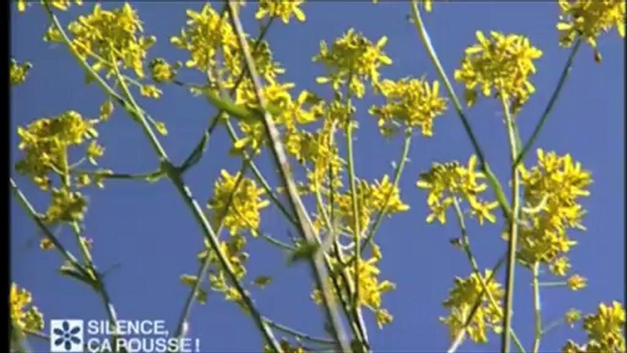reportage 5' SILENCE CA POUSSE
