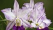Calendar Review: Smithsonian Institution Orchids 2013 Calendar by Zebra Publishing Corp.