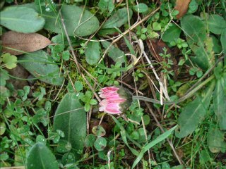 beşpınar ayvacık ( spil ) 2013