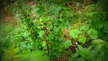 Economie Autonomisante, Activité, Autogestion, Nature ... 104