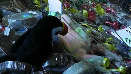 Maritime Aquarium Hosts Sweet Sunday