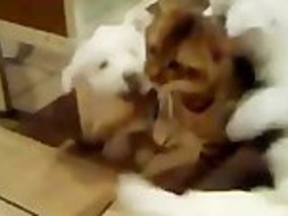 Puppies Gang Attack Cat