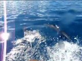 En compagnie des dauphins