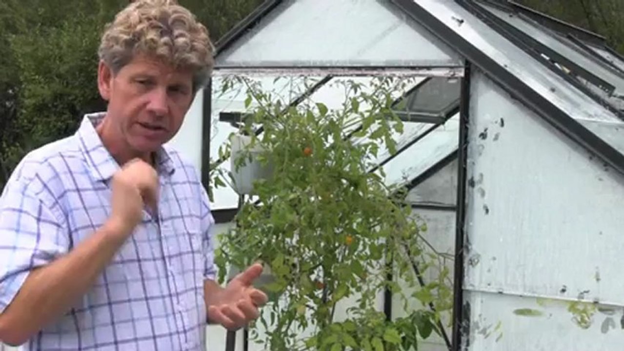 Tumbling Trailing Tomatoes