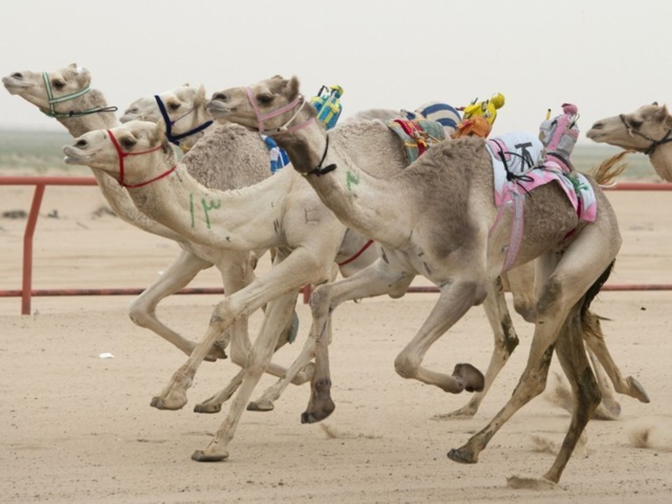 Camels Race To The Finish Across India's Sand Dunes