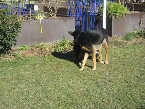 Séance de jeu avec Houba Bouvier d'Appenzell MVI_5397