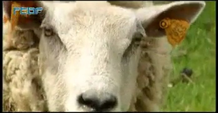 Puces électroniques sous la peau : Big brother ? Le meilleur des mondes ?