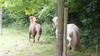 Olanda Eté 2012 Liberté (3)