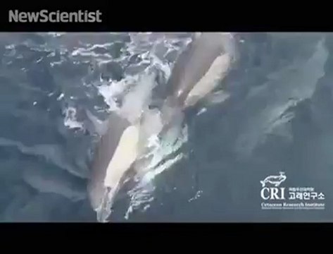 Dauphins forment un radeau de sauvetage pour aider un ami mourant