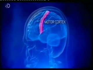 Plasticidad cerebral motora: El violinista mas rapido del mundo (Ben Lee) (16 notas/seg)