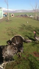 ZEYNEL ABİDİN KIYMAZ ÇİFLİK