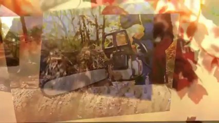 Mills Tree Service - (260) 829-6698