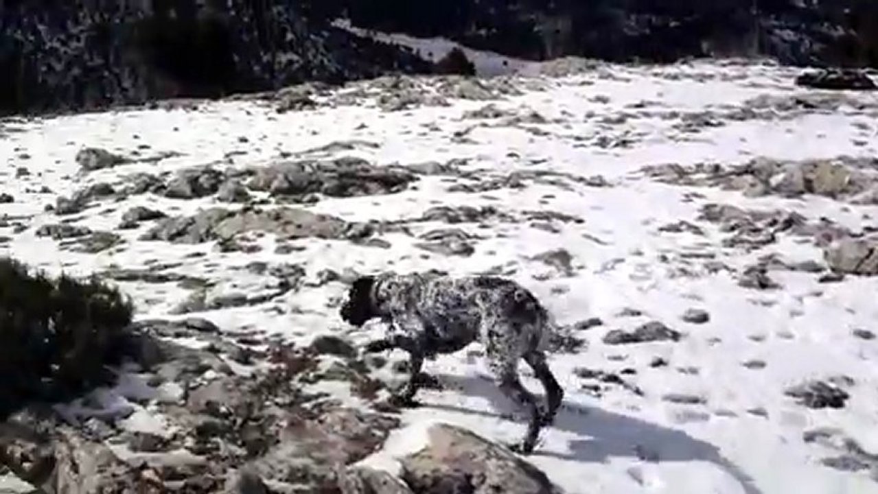 rex'in oğlu fox tavşan aport'u