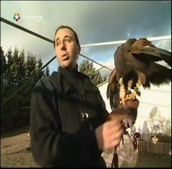 Desvele rapaz cetrería