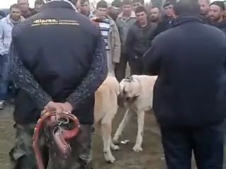 savranlı bulut  peynirci mustafanın karabaş