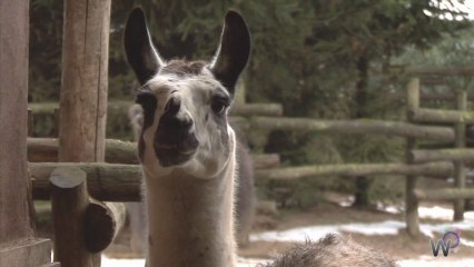 Les animaux du zoo d'Amnéville face au froid