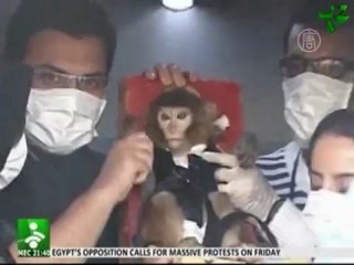 Иран отправил в космос обезьяну